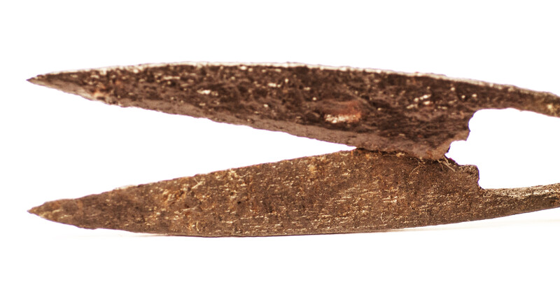 An early seventeenth century small animal shears.